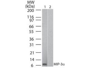 CCL20 / MIP-3-Alpha Antibody - Western Blot of Unconjugated Human MIP 3a (Mouse) Antibody. Lane 1: human recombinant MIP-3a. Lane 2: mouse recombinant MIP-3a. Primary antibody: Human MIP 3a (Mouse) Antibody at 0.5 ug/ml for overnight at 4°C. Secondary antibody: IRDye800™ goat anti-mouse at 1:10,000 for 45 min at RT.
