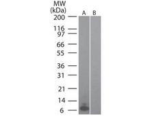 CCL20 / MIP-3-Alpha Antibody - Western blot of Mouse MIP 3a (RAT) antibody Lane 1: mouse recombinant MIP-3a Lane 2: human recombinant MIP-3a Primary antibody: MIP 3a antibody at 0.1 ug/ml for overnight at 4C Secondary antibody: IRDye800 goat anti-rat at 1:10000 for 45 min at RT Block: 5% BLOTTO overnight at 4C This image was taken for the unconjugated form of this product. Other forms have not been tested.