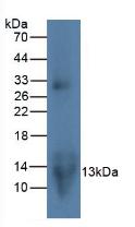 CCL20 / MIP-3-Alpha Antibody - Western Blot; Sample: Rat Lymphocyte Cells.