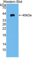 CCL20 / MIP-3-Alpha Antibody - Western Blot; Sample: Recombinant MIP3a, Rat.