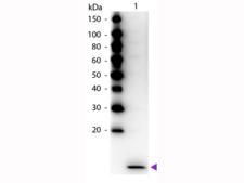CCL20 / MIP-3-Alpha Antibody - Western Blot of Peroxidase Conjugated Rabbit anti-MIP-3a antibody. Lane 1: Human MIP-3a. Lane 2: None. Load: 50 ng per lane. Primary antibody: None. Secondary antibody: Peroxidase rabbit secondary antibody at 1:1,000 for 60 min at RT.