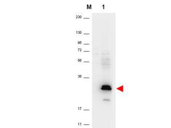CCL20 / MIP-3-Alpha Antibody - Anti-Human MIP-3a Antibody - Western Blot. Western blot of anti-Human MIP-3a antibody shows detection of a band ~26 kD in size corresponding to recombinant human MIP-3a (lane 1). The identity of the lower molecular weight band is unknown. Molecular weight markers are also shown (M). After transfer, the membrane was blocked overnight with 3% BSA in TBS followed by reaction with primary antibody at a 1:1000 dilution. Detection occurred using peroxidase conjugated anti-Rabbit IgG (LS-C60865) secondary antibody diluted 1:40000 in blocking buffer (p/n MB-070) for 30 min at RT followed by reaction with FemtoMax chemiluminescent substrate. Image was captured using VersaDoc MP 4000 imaging system (Bio-Rad).