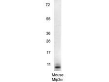 CCL20 / MIP-3-Alpha Antibody - Anti-Mouse MIP3a Antibody - Western Blot. Western blot of anti-Mouse MIP3a antibody shows detection of a band ~11 kD in size corresponding to recombinant mouse MIP3a. Recombinant mouse MIP-3a was loaded on to an SDS-PAGE gel at 0.25 ug and after separation was transferred to nitrocellulose. The membrane was blocked with 1% BSA in TBST for 30 min at RT, followed by incubation with primary antibody diluted 1:1000 in 1% BSA in TBST overnight at 4C. After washes, the blot was reacted with secondary antibody HRP Goat anti-Rabbit IgG antibody diluted 1:40000 in blocking buffer (MB-070) for 30 min at RT followed by reaction with FemtoMax Chemiluminescent substrate (p/n FEMTOMAX-110). Data was collected using Bio-Rad VersaDoc 4000 MP imaging system.