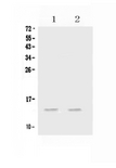 CCL20 / MIP-3-Alpha Antibody - Western blot - Anti-MIP-3 Alpha/CCL20 Picoband Antibody