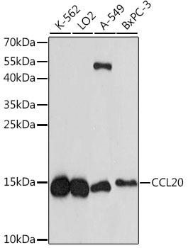 CCL20 / MIP-3-Alpha Antibody - Western blot analysis of extracts of various cell lines, using CCL20 antibody at 1:1000 dilution. The secondary antibody used was an HRP Goat Anti-Rabbit IgG (H+L) at 1:10000 dilution. Lysates were loaded 25ug per lane and 3% nonfat dry milk in TBST was used for blocking. An ECL Kit was used for detection and the exposure time was 5min.