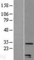 CCL20 / MIP-3-Alpha Protein - Western validation with an anti-DDK antibody * L: Control HEK293 lysate R: Over-expression lysate