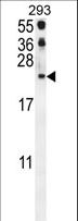 CCL21 / SLC Antibody - CCL21 Antibody western blot of 293 cell line lysates (35 ug/lane). The CCL21 antibody detected the CCL21 protein (arrow).