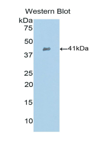 CCL21 / SLC Antibody - Western blot of recombinant CCL21 / Exodus 2 / SLC.  This image was taken for the unconjugated form of this product. Other forms have not been tested.