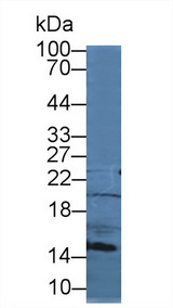 CCL21 / SLC Antibody - Western Blot; Sample: Mouse Spleen lysate; Primary Ab: 2µg/mL Rabbit Anti-Mouse SLC Antibody Second Ab: 0.2µg/mL HRP-Linked Caprine Anti-Rabbit IgG Polyclonal Antibody