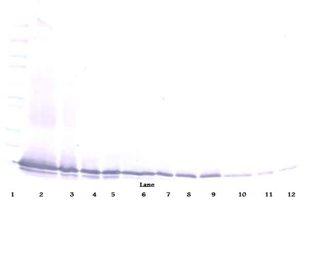 CCL21 / SLC Antibody - Western Blot (non-reducing) of SLC / CCL21 antibody. This image was taken for the unconjugated form of this product. Other forms have not been tested.