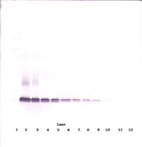CCL21 / SLC Antibody - Western Blot (non-reducing) of SLC / CCL21 antibody