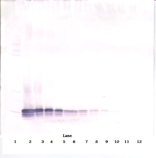 CCL21 / SLC Antibody - Western Blot (reducing) of SLC / CCL21 antibody