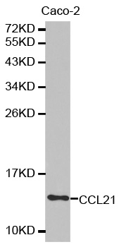 CCL21 / SLC Antibody - Western blot analysis of extracts of Caco-2 cell lysate.