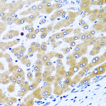 CCL21 / SLC Antibody - Immunohistochemistry of paraffin-embedded human liver tissue.