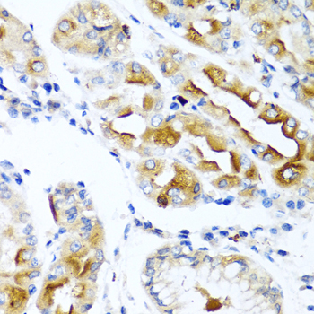 CCL21 / SLC Antibody - Immunohistochemistry of paraffin-embedded human stomach tissue.