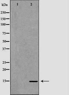 CCL21 / SLC Antibody - Western blot analysis of extracts of Caco-2 lysate using CCL21 antibody. The lane on the left is treated with the antigen-specific peptide.