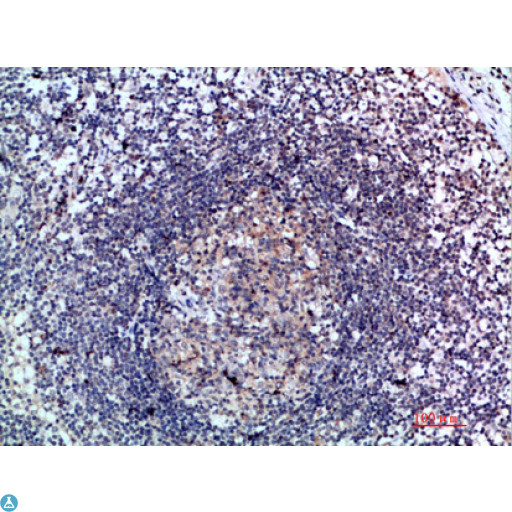 CCL21 / SLC Antibody - Immunohistochemical analysis of paraffin-embedded human-lymph, antibody was diluted at 1:200.