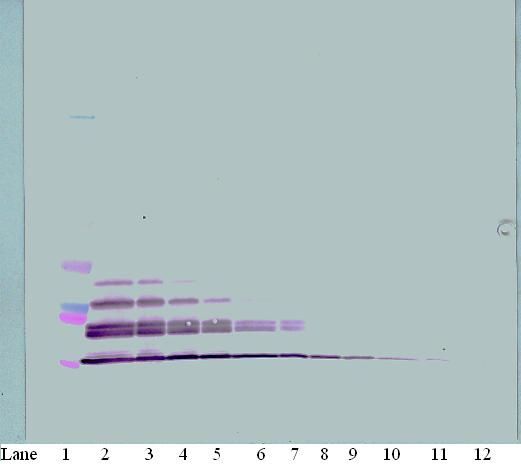 CCL22 / MDC Antibody - Western Blot (non-reducing) of MDC / CCL22 antibody. This image was taken for the unconjugated form of this product. Other forms have not been tested.