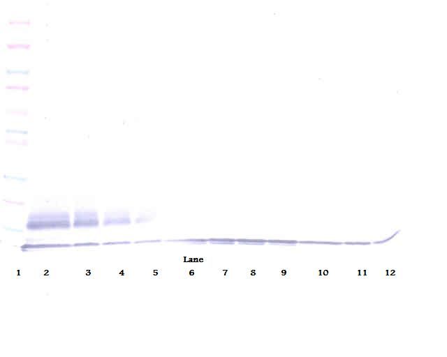 CCL22 / MDC Antibody - Western Blot (non-reducing) of MDC / CCL22 antibody. This image was taken for the unconjugated form of this product. Other forms have not been tested.