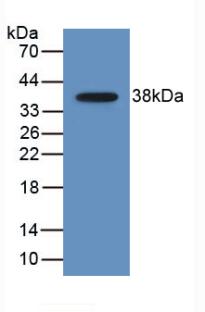 CCL22 / MDC Antibody
