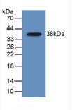 CCL22 / MDC Antibody
