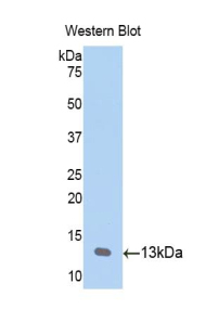 CCL23 / MIP3 Antibody - Western blot of recombinant CCL23 / MIP-3.  This image was taken for the unconjugated form of this product. Other forms have not been tested.