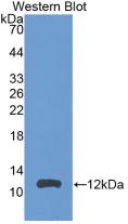 CCL24 / Eotaxin 2 Antibody - Western Blot;Sample: Recombinant MPIF2, Rat.