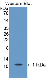 CCL24 / Eotaxin 2 Antibody