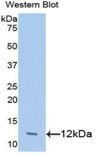 CCL24 / Eotaxin 2 Antibody - Western blot of recombinant CCL24 / Eotaxin 2.  This image was taken for the unconjugated form of this product. Other forms have not been tested.