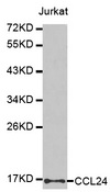 CCL24 / Eotaxin 2 Antibody - Western blot analysis of extracts of Jurkat cells.