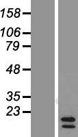CCL24 / Eotaxin 2 Protein - Western validation with an anti-DDK antibody * L: Control HEK293 lysate R: Over-expression lysate