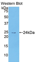 CCL25 / TECK Antibody - Western Blot; Sample: Recombinant protein.