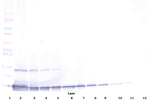 CCL25 / TECK Antibody - Anti-Human TECK (CCL25) Western Blot Unreduced