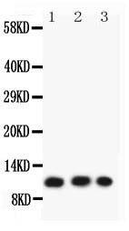 CCL26 / Eotaxin 3 Antibody - Eotaxin 3 antibody Western blot. All lanes: Anti-Eotaxin 3 at 0.5 ug/ml. Lane 1: Colo320 Whole Cell Lysate at 40 ug. Lane 2: A549 Whole Cell Lysate at 40 ug. Lane 3: HT1080 Whole Cell Lysate at 40 ug. Predicted band size: 11 kD. Observed band size: 11 kD.