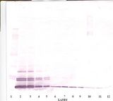 CCL26 / Eotaxin 3 Antibody - Western Blot (non-reducing) of Eotaxin 3 antibody. This image was taken for the unconjugated form of this product. Other forms have not been tested.