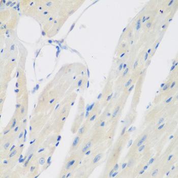 CCL26 / Eotaxin 3 Antibody - Immunohistochemistry of paraffin-embedded Mouse heart using CCL26 Polyclonal Antibody at dilution of 1:200 (40x lens).