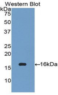 CCL27 Antibody - Western blot of recombinant CCL27.  This image was taken for the unconjugated form of this product. Other forms have not been tested.