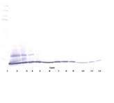 CCL27 Antibody - Anti-Human CTACK (CCL27) Western Blot Reduced