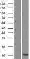 CCL27 Protein - Western validation with an anti-DDK antibody * L: Control HEK293 lysate R: Over-expression lysate