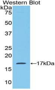 CCL28 / MEC Antibody - Western blot of recombinant CCL28 / MEC.  This image was taken for the unconjugated form of this product. Other forms have not been tested.