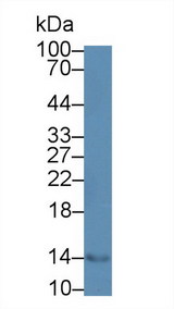 CCL28 / MEC Antibody - Western Blot; Sample: Mouse Spleen lysate; Primary Ab: 2µg/mL Rabbit Anti-Mouse MEC Antibody Second Ab: 0.2µg/mL HRP-Linked Caprine Anti-Rabbit IgG Polyclonal Antibody