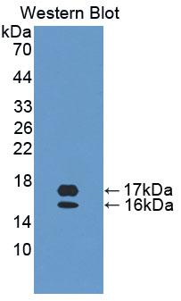 CCL28 / MEC Antibody - Western Blot; Sample: Recombinant protein.