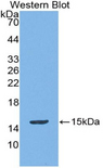 CCL28 / MEC Antibody - Western blot of recombinant CCL28 / MEC.