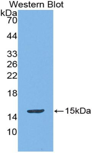 CCL28 / MEC Antibody - Western blot of recombinant CCL28 / MEC.