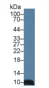 CCL28 / MEC Antibody - Western Blot; Sample: Porcine Spleen lysate; Primary Ab: 3µg/ml Rabbit Anti-Human MEC Antibody Second Ab: 0.2µg/mL HRP-Linked Caprine Anti-Rabbit IgG Polyclonal Antibody