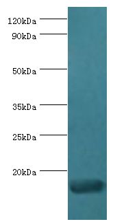 CCL28 / MEC Antibody - Western blot. All lanes: C-C motif chemokine 28 antibody at 5 ug/ml+mouse spleen tissue. Secondary antibody: Goat polyclonal to rabbit at 1:10000 dilution. Predicted band size: 14 kDa. Observed band size: 14 kDa.