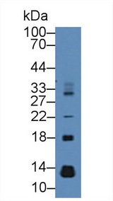 CCL28 / MEC Antibody - Western Blot; Sample: Mouse Pancreas lysate; Primary Ab: 2µg/mL Rabbit Anti-Rat MEC Antibody Second Ab: 0.2µg/mL HRP-Linked Caprine Anti-Rabbit IgG Polyclonal Antibody