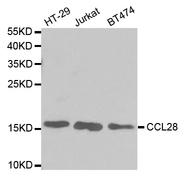 CCL28 / MEC Antibody - Western blot analysis of extracts of various cell lines.