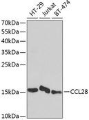 CCL28 / MEC Antibody - Western blot analysis of extracts of various cell lines using CCL28 Polyclonal Antibody at dilution of 1:1000.