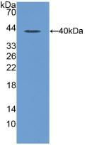 CCL3 / MIP-1-Alpha Antibody - Western Blot; Sample: Recombinant MIP1a, Rat.